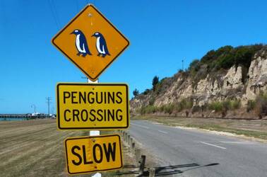 Penguin crossing slow down sign