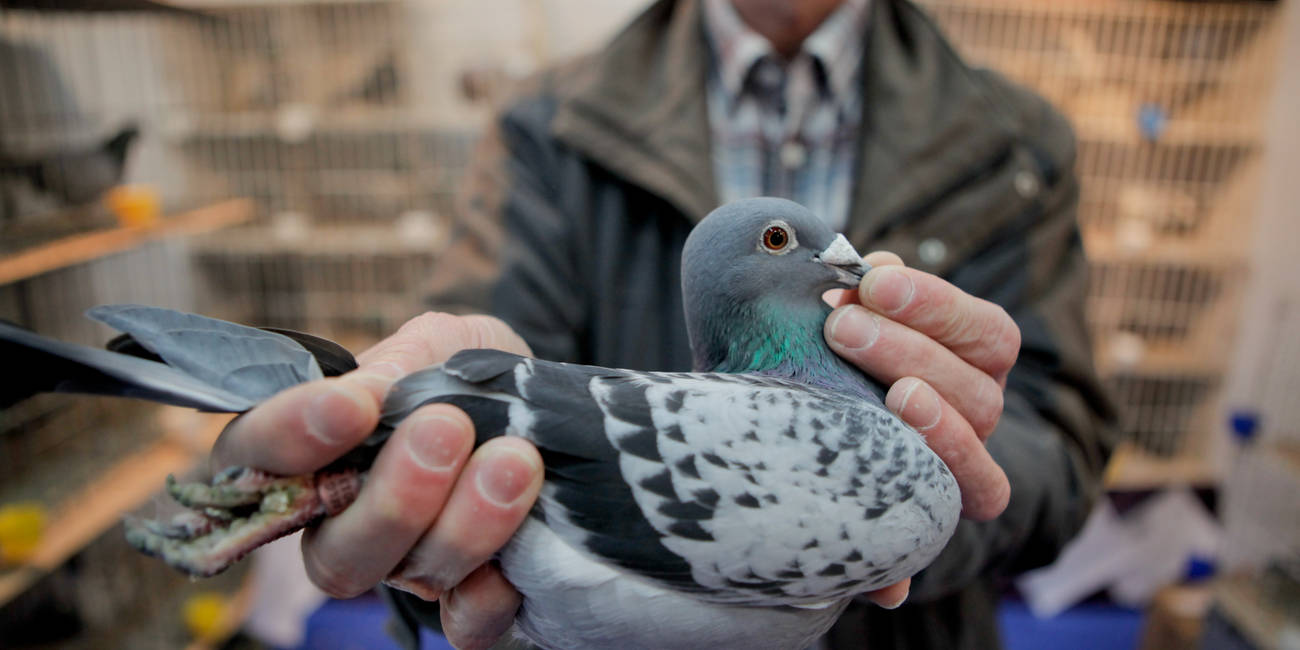 Pigeon fanciers in a flap over Brexit quarantine flockup