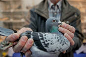 pigeon breeder in home loft