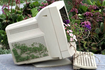 ancient monitor growing flowers in garden