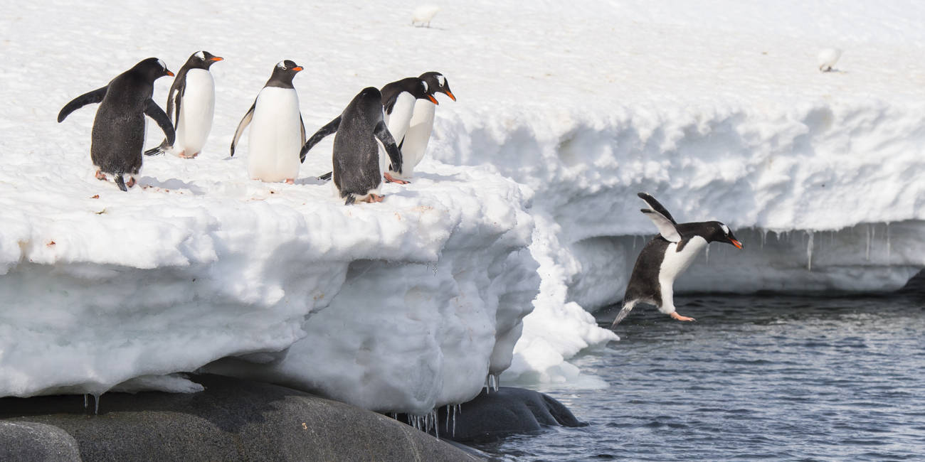 Updated  One of the bigger beasts of the Linux world, Ubuntu, has abruptly jumped ship to Libera Chat from the Freenode IRC network after what the Ubu