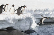 penguin jump