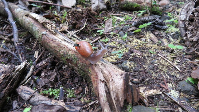 A rosy wolf snail marked and equipped with a Michigan Micro Mote computer system in the Fautaua-Iti Valley site in Tahiti