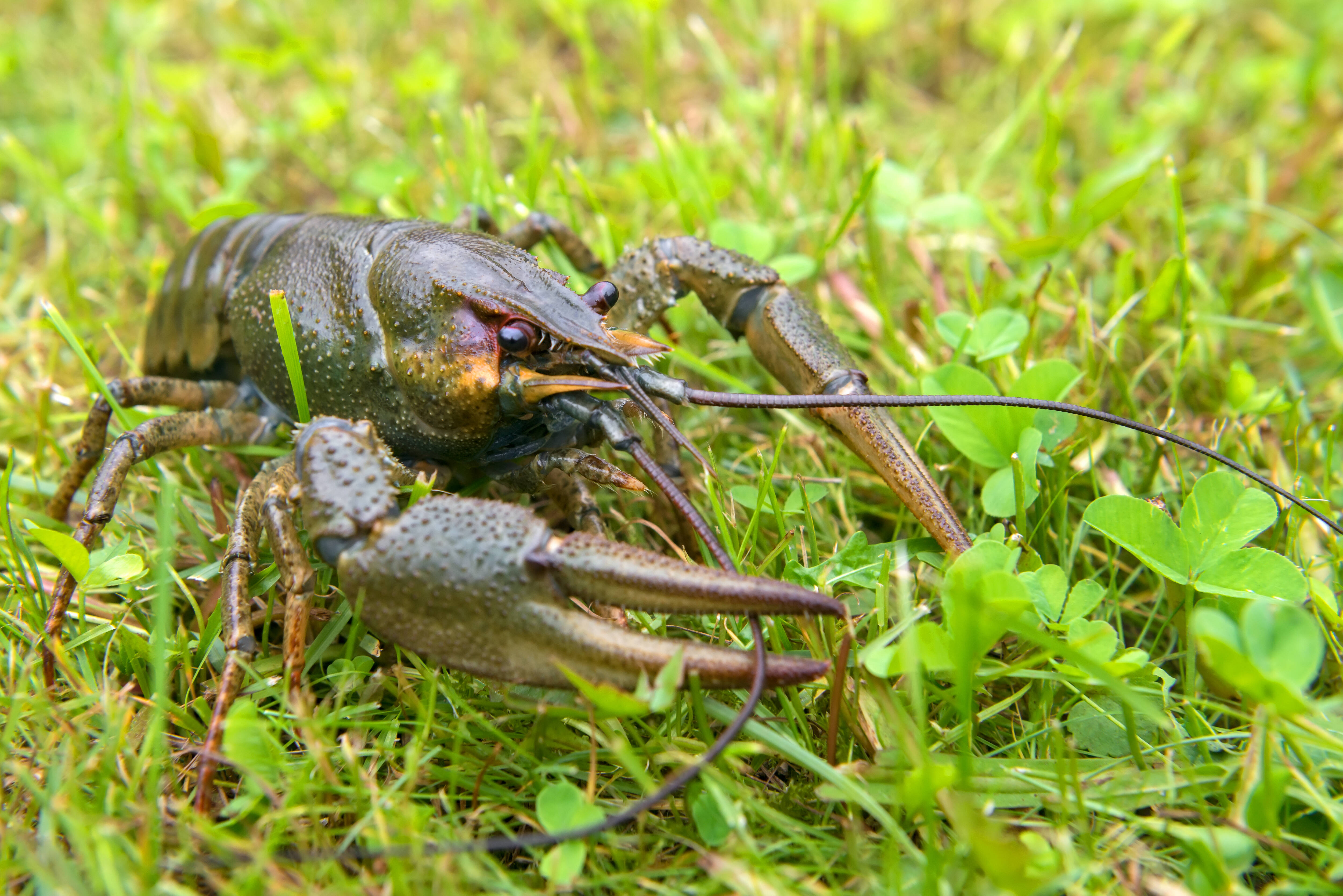 Study finds crayfish treated with antidepressants become more outgoing, adventurous