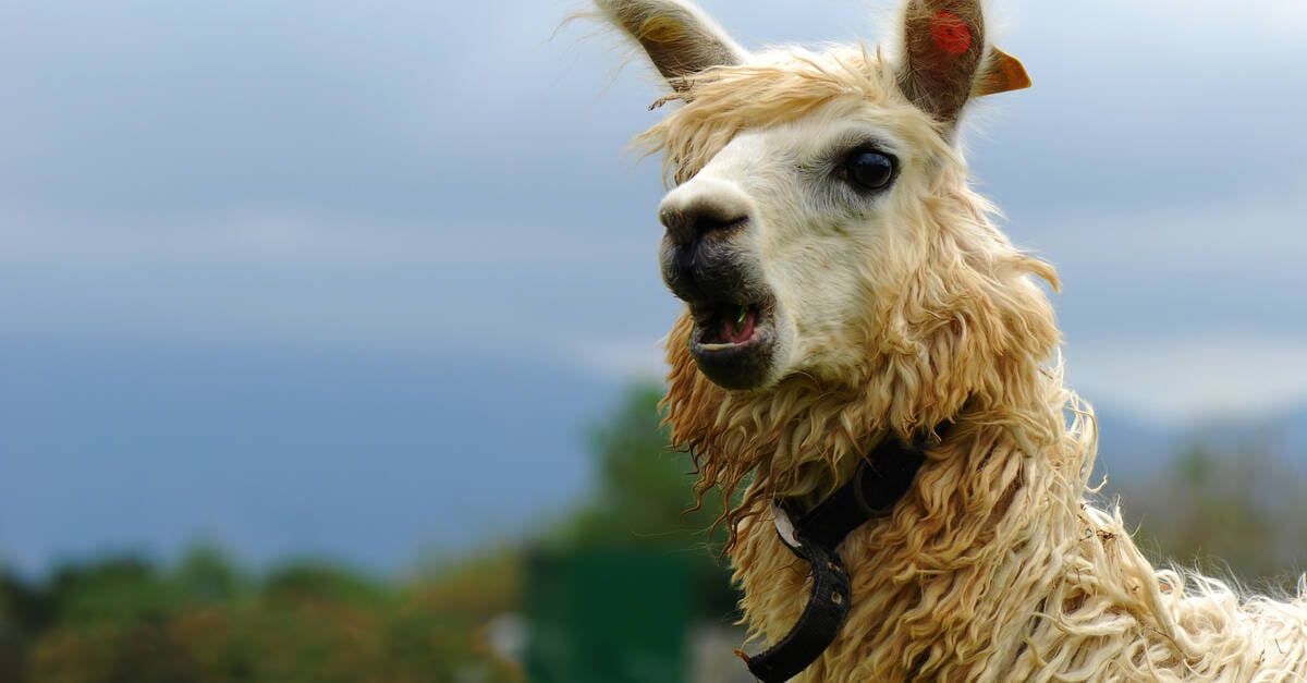 Meta's LLaMA leak shows secure AI deployment is more of a pipe dream