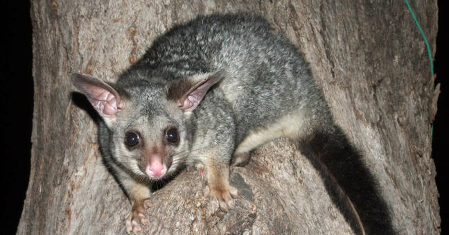 Possum