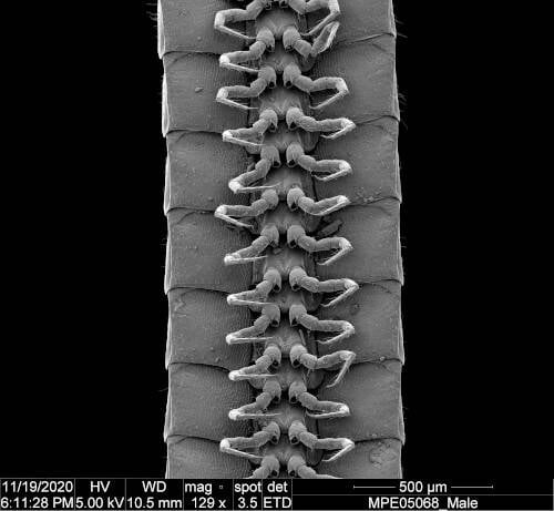 A ventral view of the legs of a male Eumillipes Persephone