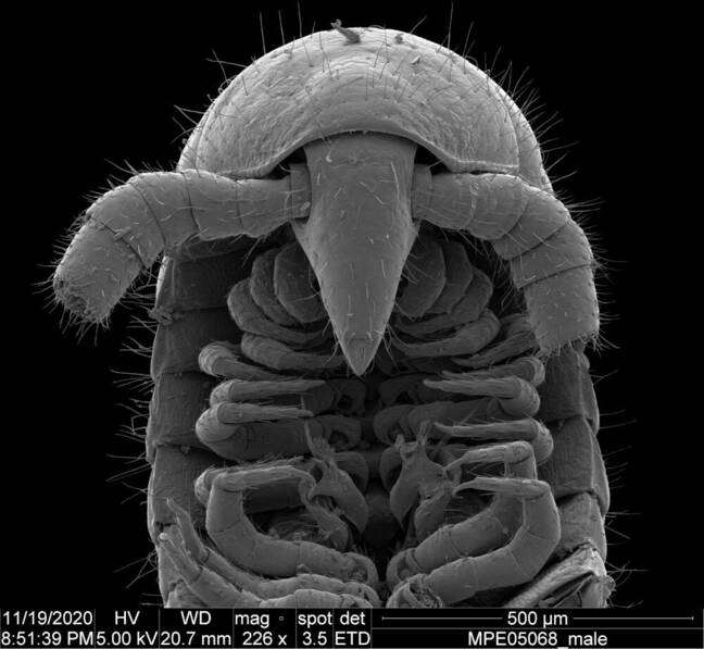 A dorsal view of head and ventral view of gonopods of a male Eumillipes persephone.