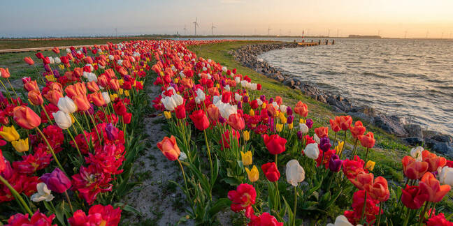 an island full of tulips in Zeewolde flevoland. with a sunrise in the background.