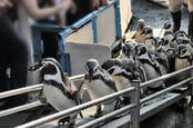 penguins make their way up secure ramp
