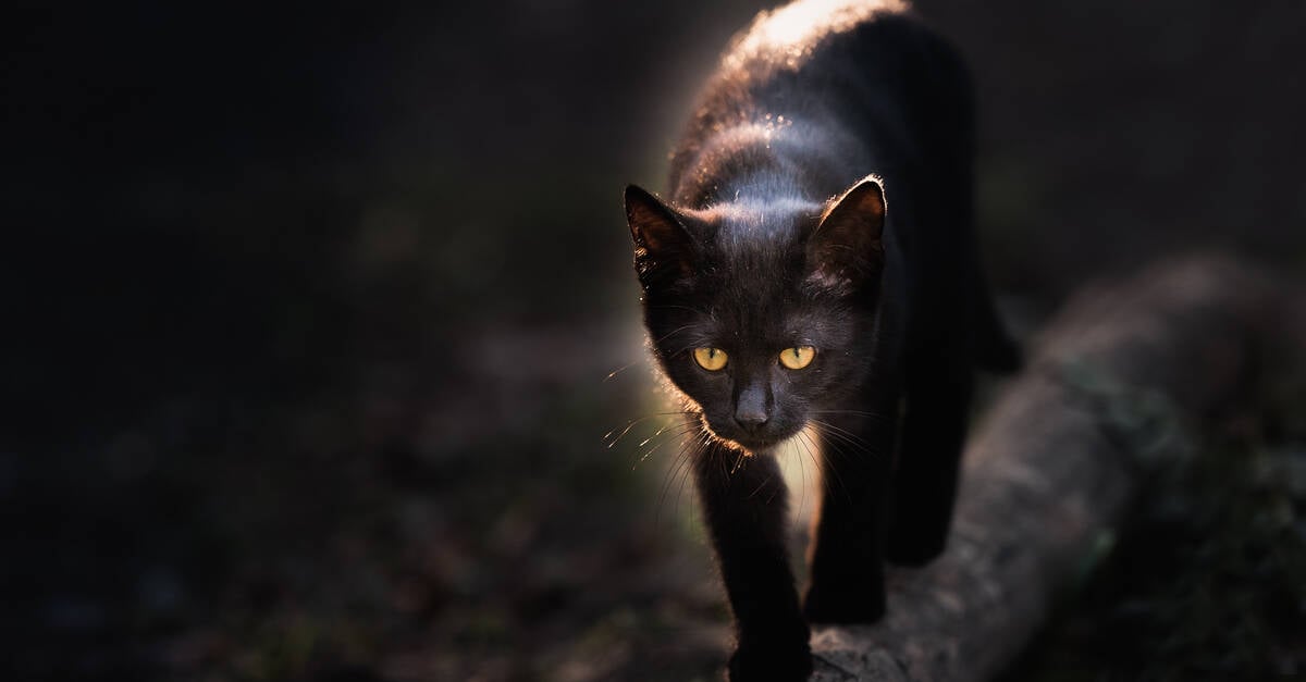 Photo of BlackCat threatens to directly extort vendor’s customers