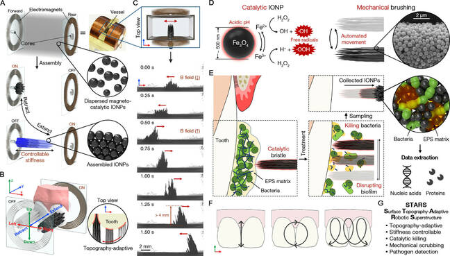 Graphique de l'article ASC Nano, Surface Topography-Adaptive Robotic Superstructures for Biofilm Removal and Pathogen Detection on Human Teeth
