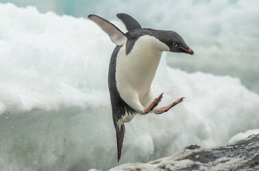 penguin dives off ice shelf