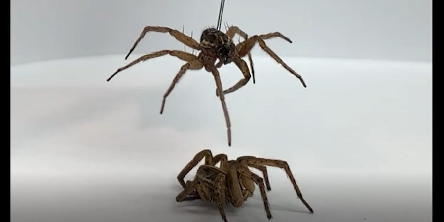 Scientists use dead spider as gripper for robot arm, label it a 'Necrobot' - The Register