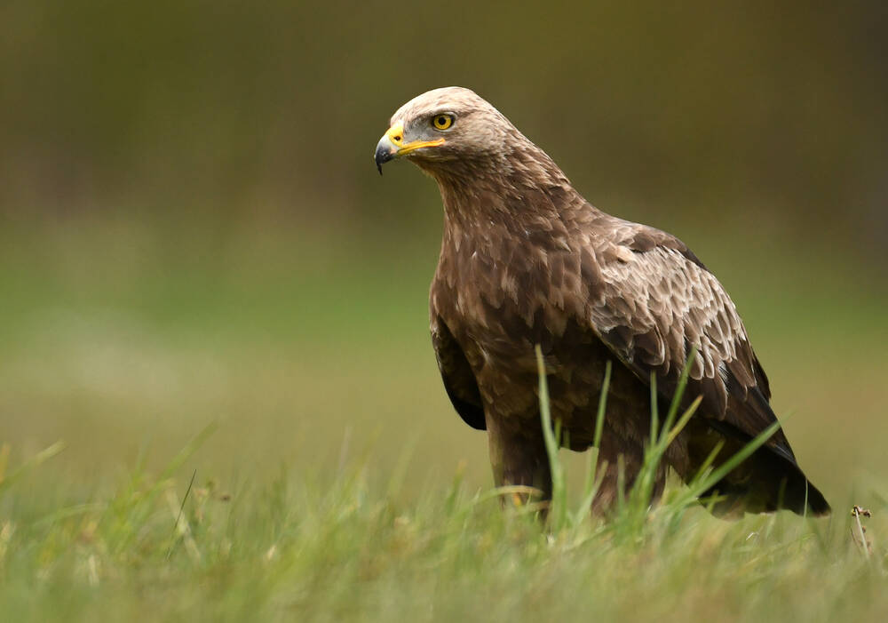 Photo of Deutschland versucht KI, gefährdete Adler vor Turbinen zu schützen • Das Register
