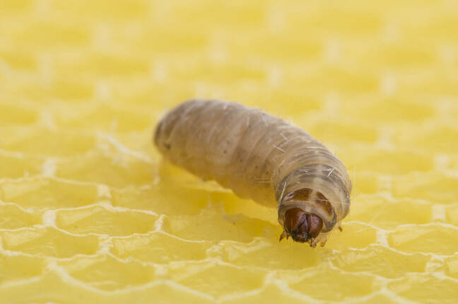 Waxworm, larvae of the wax moth, on a beeswax grid