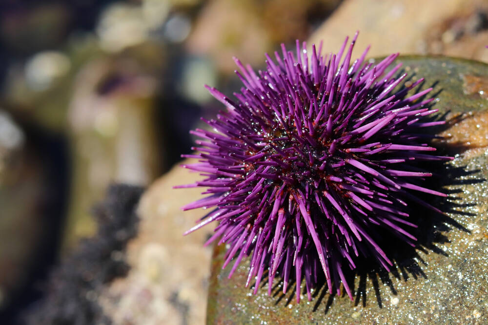 Purpleurchin cryptocurrency miners spotted scouring free GitHub, Heroku accounts