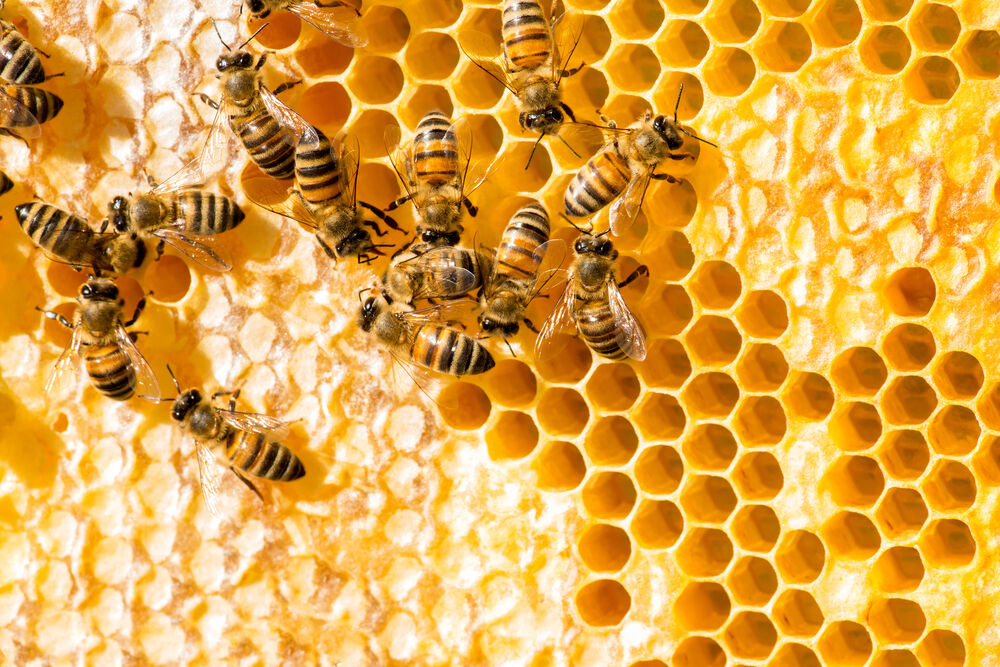 US puts a $10m bounty on Hive while Russia shuts down access