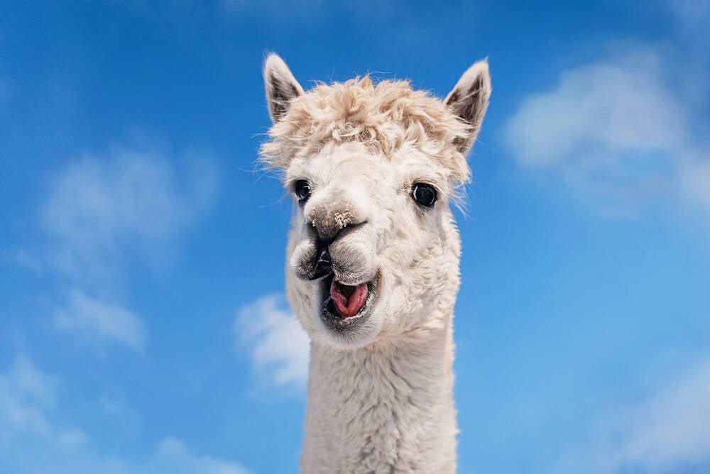 Meta must defend claim it stripped copyright info from Llama's training fodder