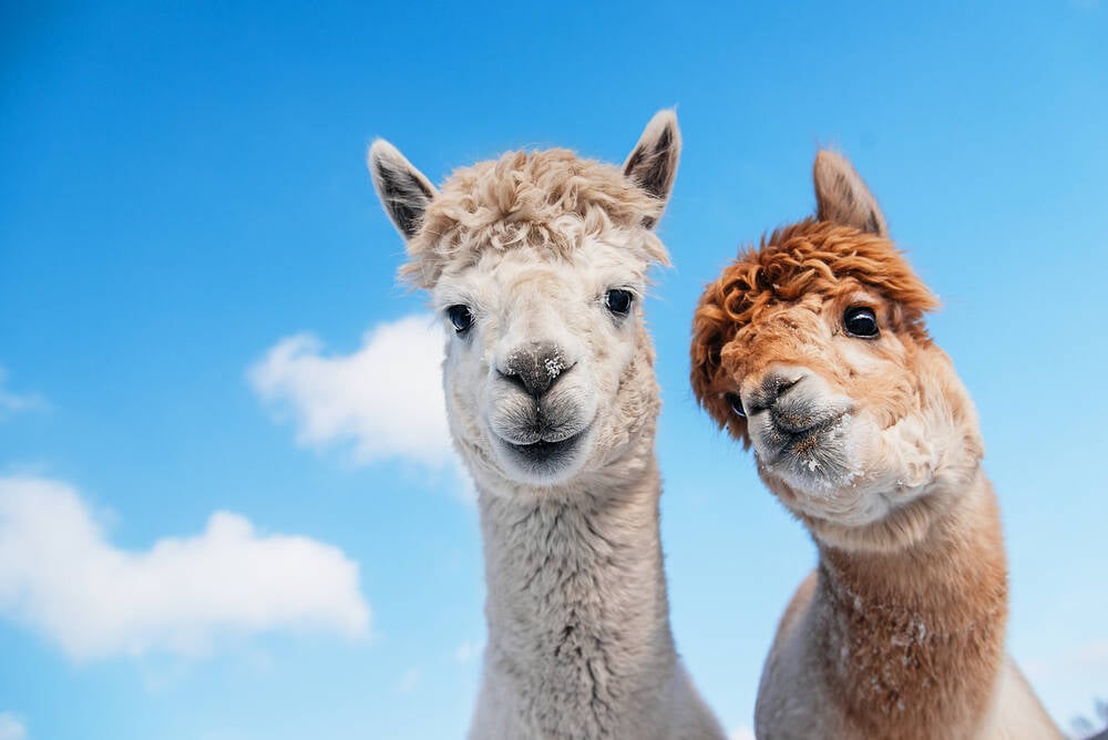 Stanford takes costly, risky Alpaca AI model offline • The Register
