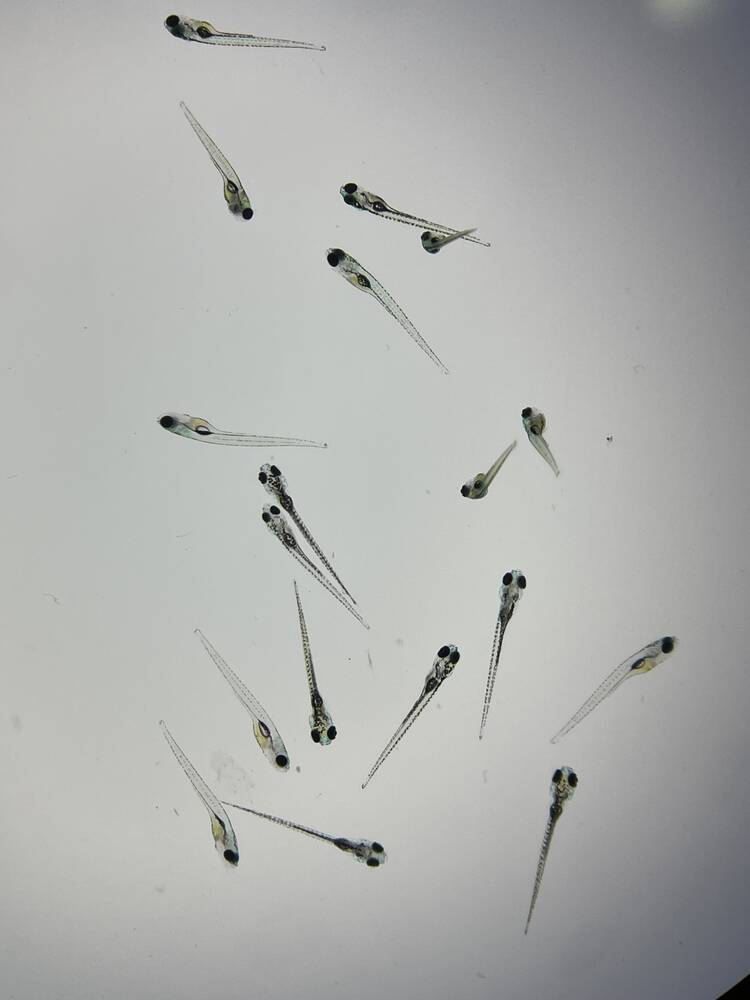 Photo of Forget general AI, teensy zebrafish larvae can count