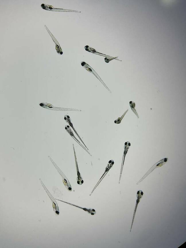 zebrafish_larvae