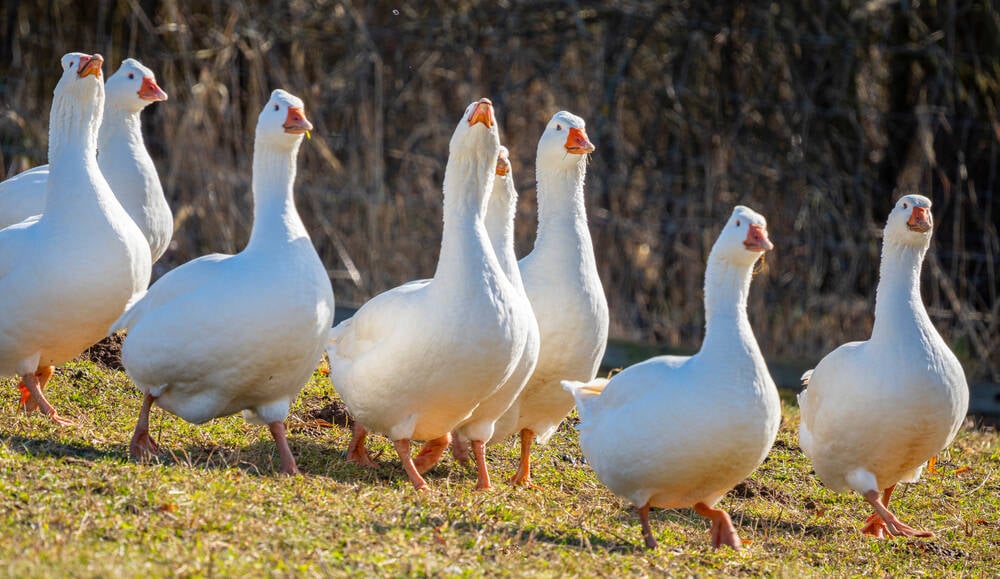 Photo of CISA’s Untitled Goose Tool alerts Microsoft cloud users