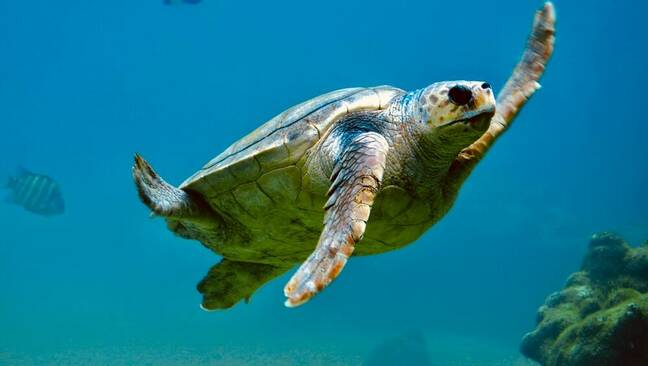 kemps' ridley sea turtle