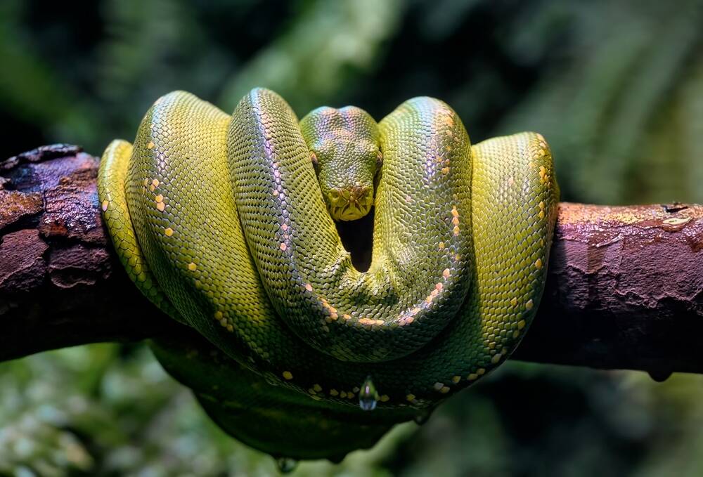 Python still has the strongest grip on developers | Flipboard