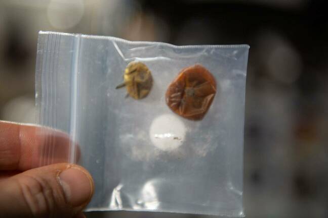 Two discolored tomatoes sealed in a plastic bag found on the ISS