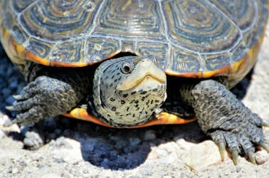 A diamond backed terrapin turtle