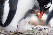 baby penguin