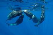 Sperm whales in a social gathering, Indian Ocean, Mauritius