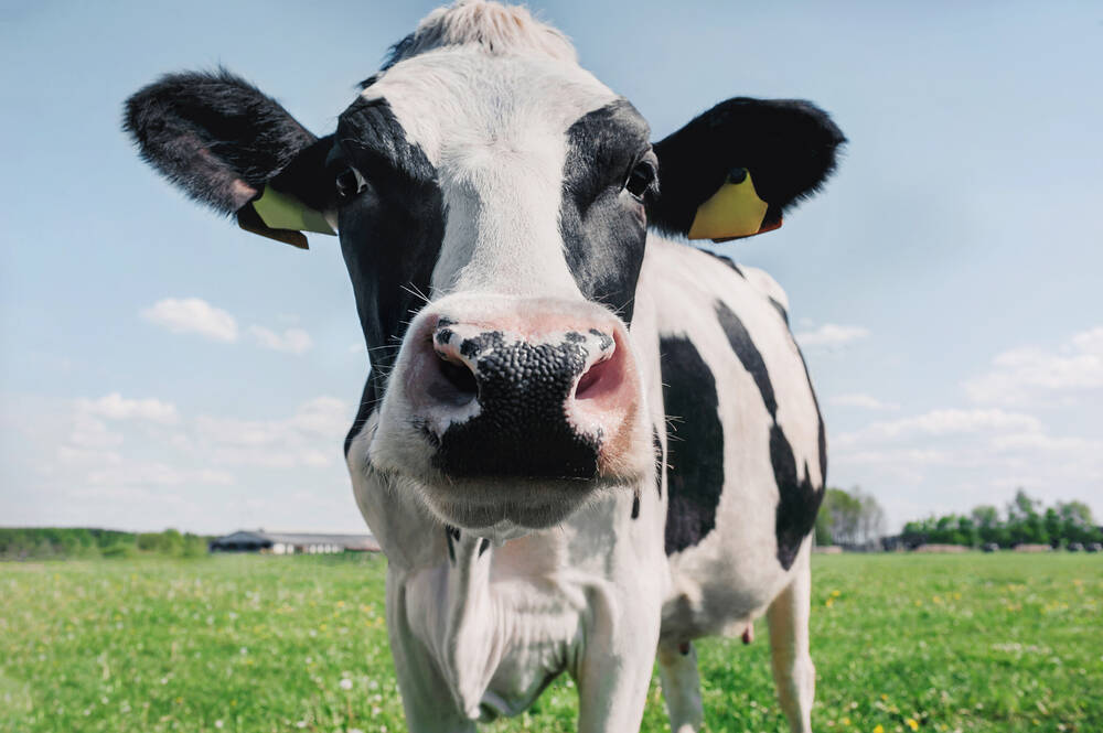 Turning Cow Manure into Graphene and Hydrogen at Glastonbury Festival Site