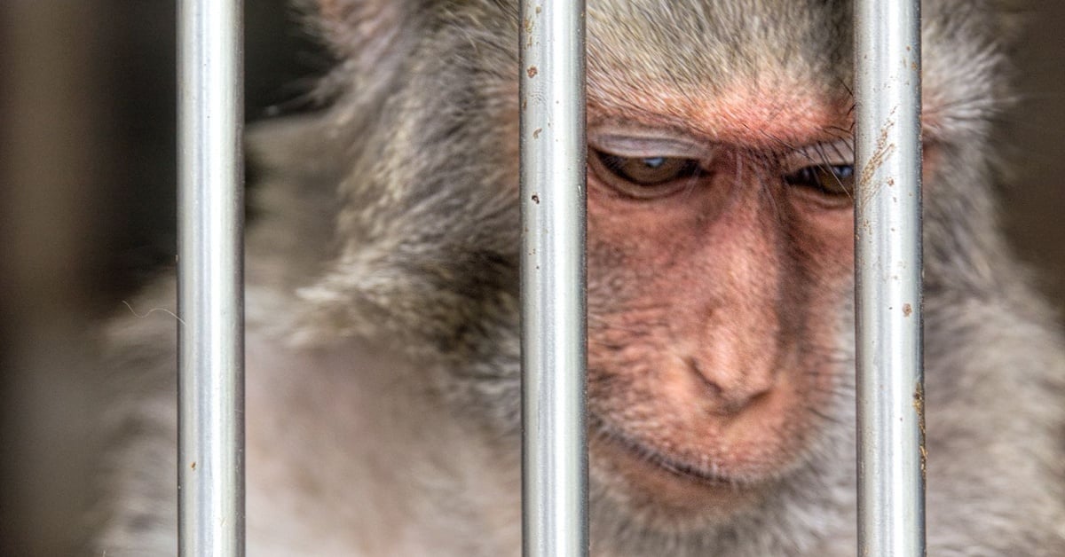 43 Monkeys Escape South Carolina Research Facility • The Register