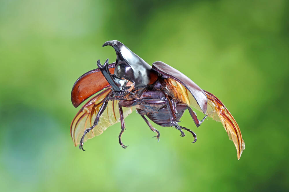 photo of Beetle mania: How bugs are inspiring the next gen of robot aviators image
