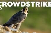 Crowdstrike logo over a falcon