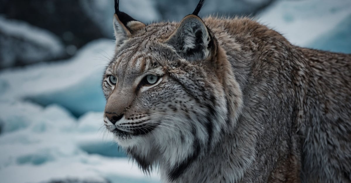 INC ransomware rebrands to Lynx – same code, new name, still up to no good