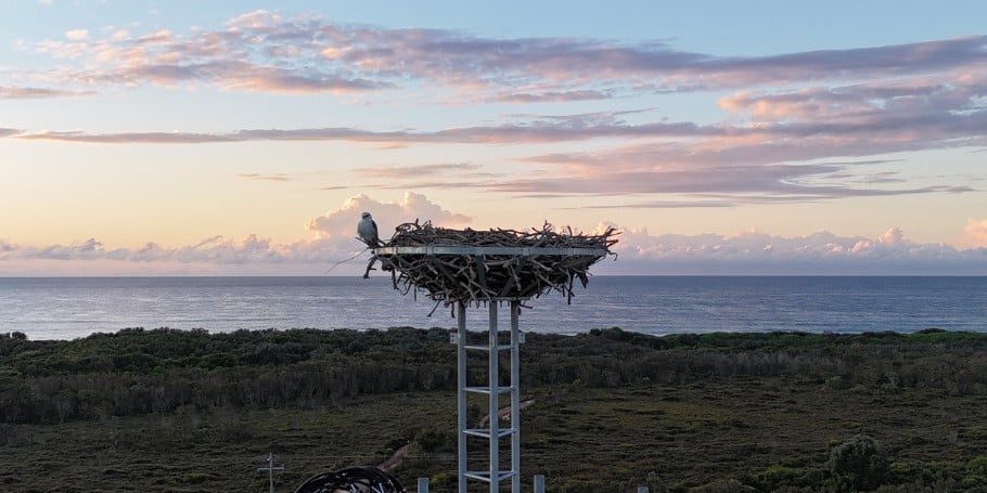 Is that a bird’s nest, a wireless broadband base station, or both?