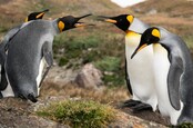 Angry penguins