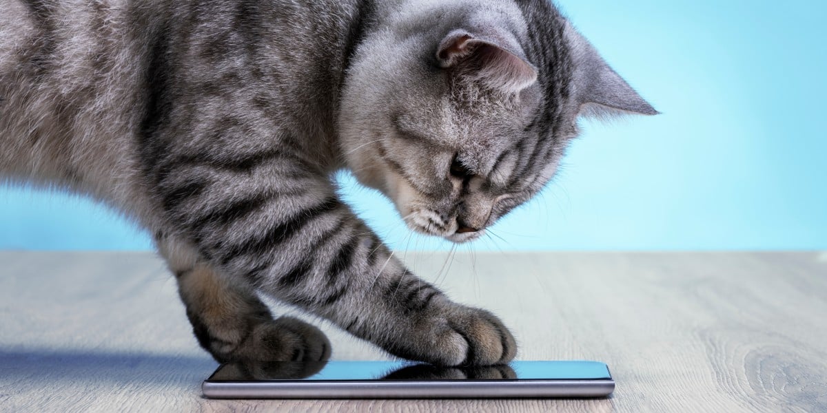 People break computers. Cats do it more creatively • The Register