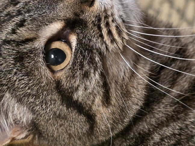 The author's cat shot with the Galaxy Fold7