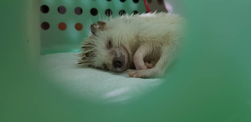 New Linux patch lets you cancel the hibernation process