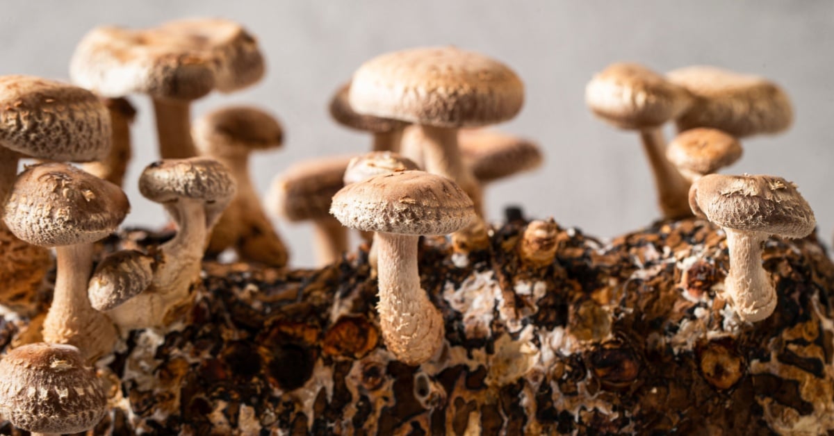 There's mushroom for improvement in fungal computing