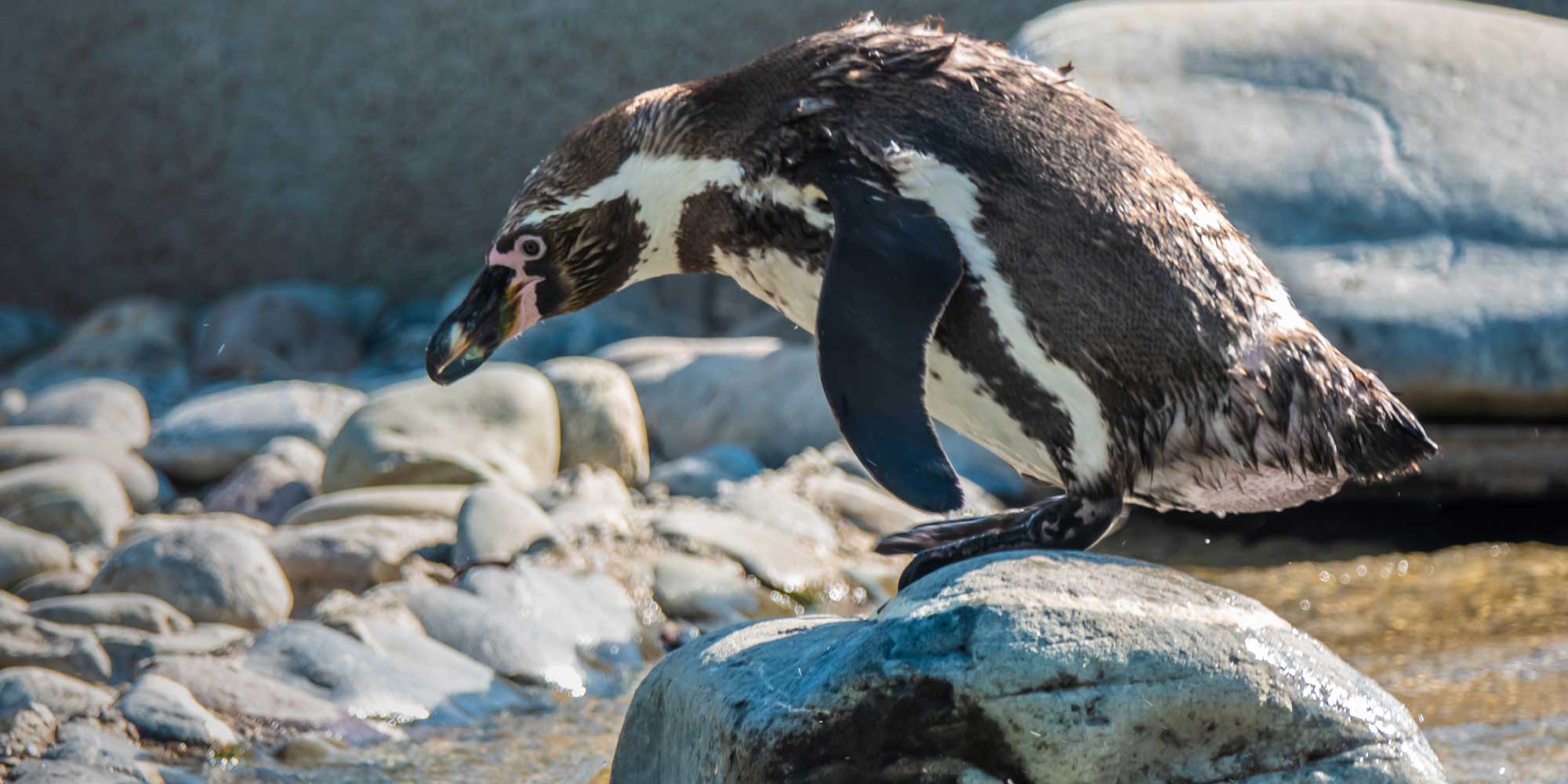 Devuan 6 'Excalibur' Linux lands