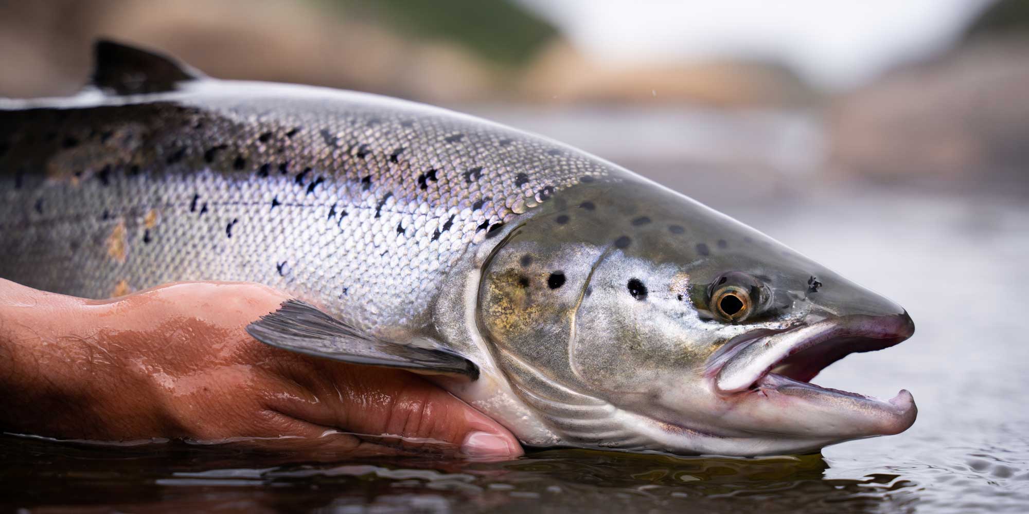 Norway's most powerful supercomputer will use waste heat to raise salmon