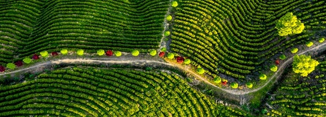 China Telecom and ZTE join forces to boost Shandong's rural revitalization via 5G-powered digital transformation