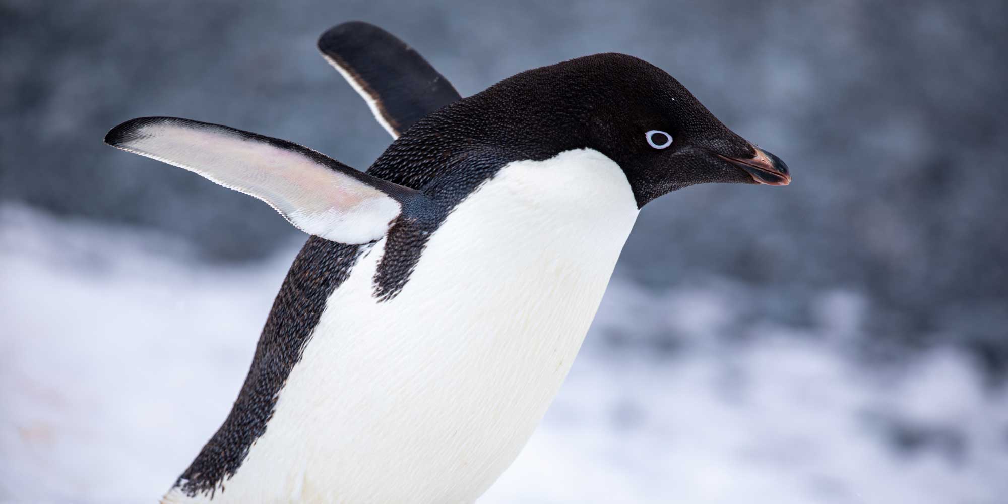 Deepin Releases Point Update With Built-In AI