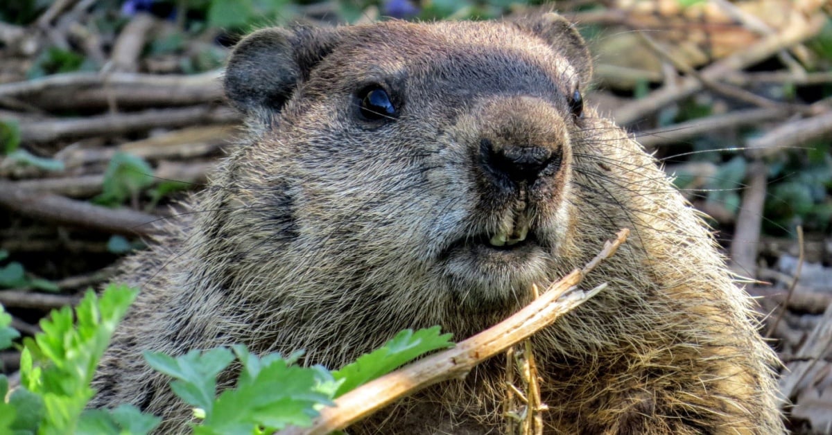 Microsoft concedes January's out-of-band fix didn't stop some PCs from rebooting instead of sleeping