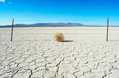 Tumbleweed desert drought